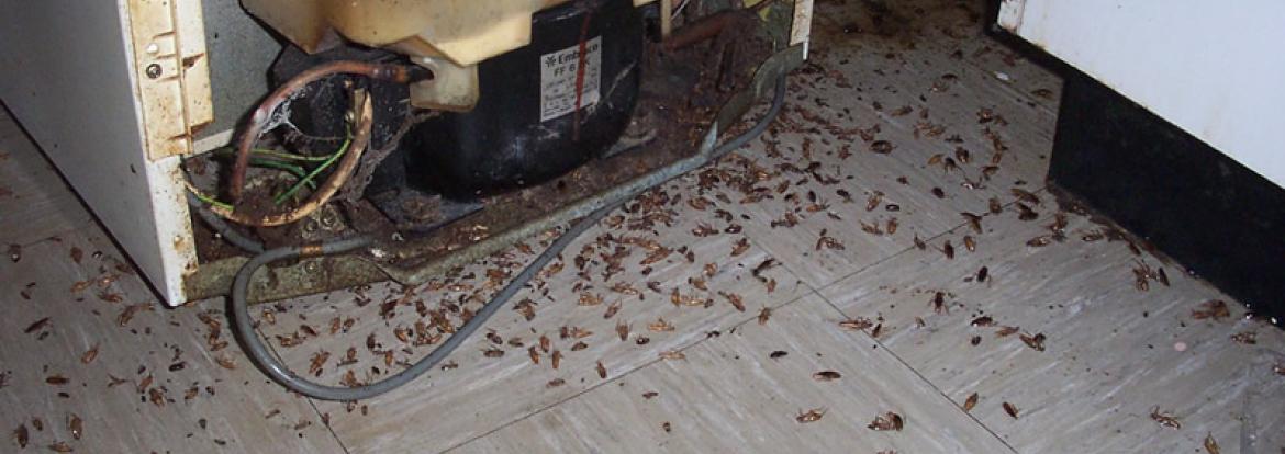 Κατσαρίδες πουθ βρέθηκαν πίσω από ένα ψυγείο από την Απολυμάνσεις Άγιος Δημήτριος